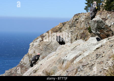 Drei Kalifornien-Kondor (Gymnogyps Californianus) thront auf einem Felsen am Big Sur Stockfoto