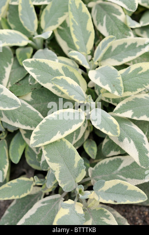 Gemeinsame Salbei (Salvia officinalis 'Creme de la Creme') Stockfoto