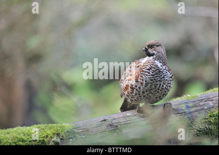 Hazel Moorhuhn - gemeinsame Hazelhen - Nord Hazelhen (Bonasa Bonasia - Tetrastes Bonasia) männlich stehend auf einem gefallenen toten Baum Stockfoto
