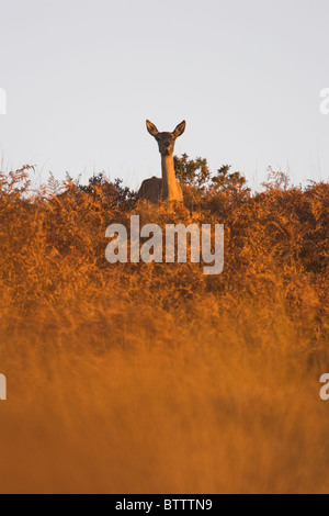 Rothirsch Cervus Elaphus Hirschkuh auf Moorland im Exmoor National Park, Somerset im Oktober. Stockfoto