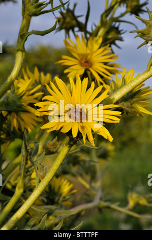 Kompass Pflanze (silphion laciniatum) Stockfoto