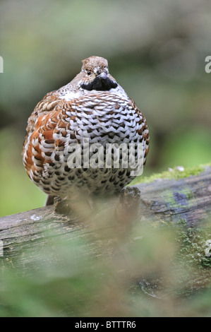 Hazel Moorhuhn - gemeinsame Hazelhen - Nord Hazelhen (Bonasa Bonasia - Tetrastes Bonasia) männlich stehend auf einem gefallenen toten Baum Stockfoto