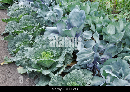 Wirsing-Kohl (Brassica oleracea var. sabauda), Rotkohl (Brassica oleracea var. capitata f. rubra) und Weißkohl (Brassica oleracea var. Stockfoto