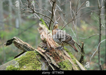 Auerhühner - gemeinsame Auerhahn - eurasischen Auerhahn (at Urogallus - at großen) weiblich Stockfoto