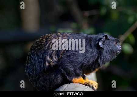Golden-handed Tamarin Affe aus dem Amazonas und Mittelamerika Stockfoto