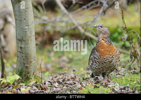 Auerhühner - gemeinsame Auerhahn - eurasischen Auerhahn (at Urogallus - at großen) weiblich Stockfoto