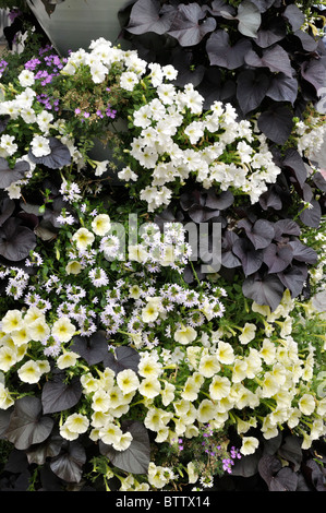 Petunien (Petunia), Ventilator - Blumen (scaevola) und Süßkartoffeln (Ipomoea batatas) Stockfoto