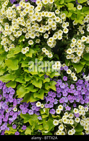 Petunien (Petunia) und Süßkartoffeln (Ipomoea batatas) Stockfoto