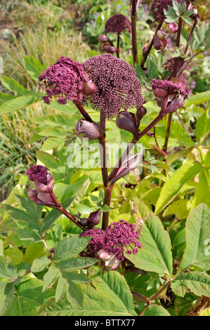 Riesige Engelwurz (Angelica gigas) Stockfoto