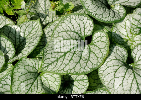 Sibirische bugloss (brunnera Macrophylla 'Jack Frost' syn. myosotis Macrophylla 'Jack Frost') Stockfoto