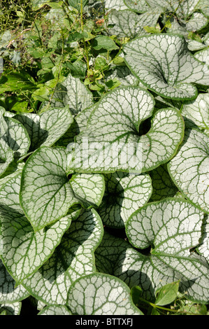 Sibirische bugloss (brunnera Macrophylla 'Jack Frost' syn. myosotis Macrophylla 'Jack Frost') Stockfoto