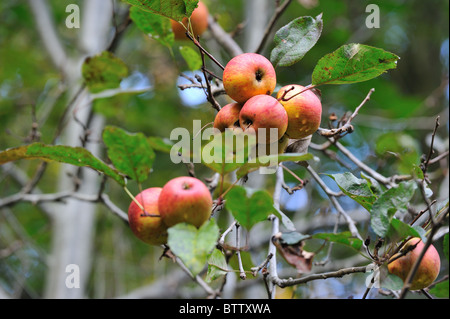 Crab Apple Tree - Europäische wild-Apfel (Malus Sylvestris) Baum Früchte im Herbst - Belgien Stockfoto