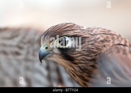 Turmfalke Stockfoto