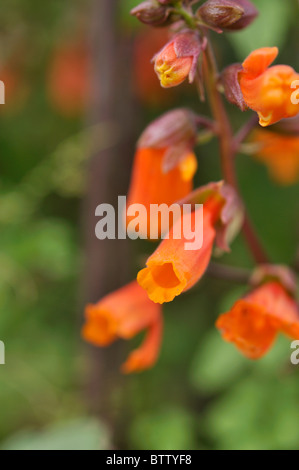 Herrlichkeit Blume (eccremocarpus Scaber) Stockfoto