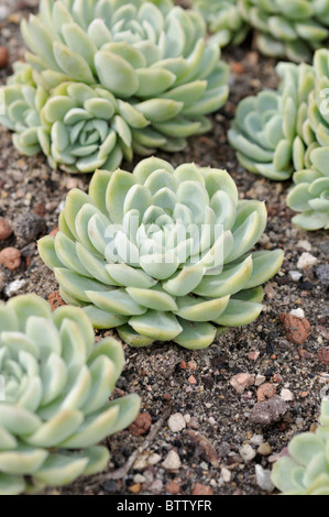 Mexikanische Snow Ball (echeveria elegans) Stockfoto