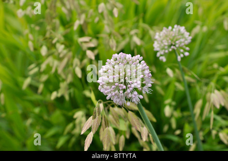 Zierpflanzen Zwiebel (Allium schubertii) und Bambus Gras (Chasmanthium latifolium Syn. uniola Latifolia) Stockfoto