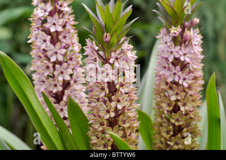 Ananas Blume (eucomis comosa) Stockfoto