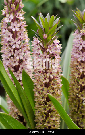 Ananas Blume (eucomis comosa) Stockfoto