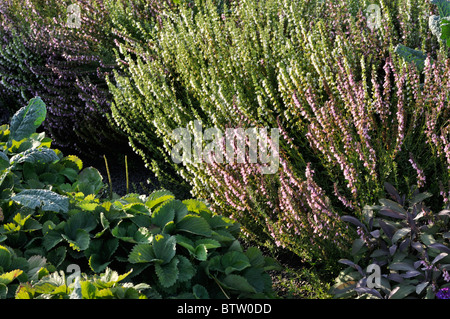 Ysop (hyssopus officinalis 'Rosea'), Garten Erdbeerpflanzen (Fragaria x ananassa) und Salbei (Salvia) Stockfoto