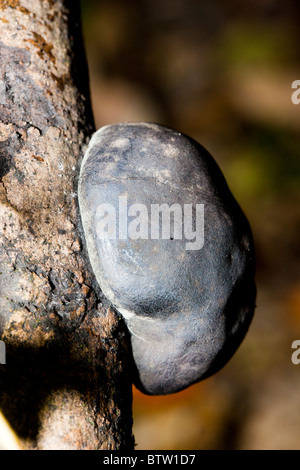 König Alfred Kuchen Daldinia concentrica Stockfoto