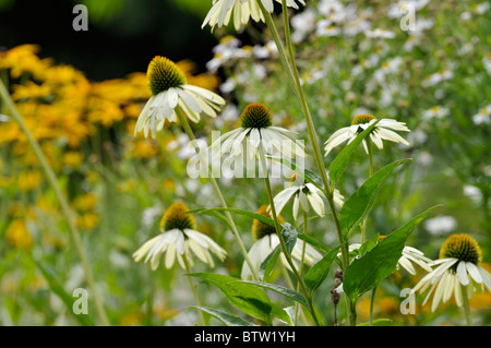 Purple cone Flower (Echinacea purpurea 'Alba') Stockfoto