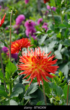 Cactus Dahlie (Dahlia karma bon bini) Stockfoto