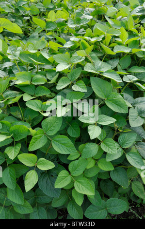 Sojabohne (Glycine max) Stockfoto