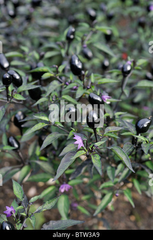 Chili (Capsicum frutescens 'peruanischen Purple') Stockfoto