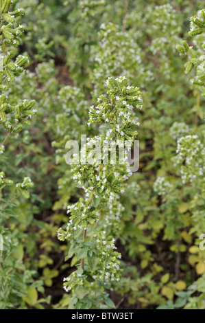 Syrische Oregano (Origanum syriacum) Stockfoto