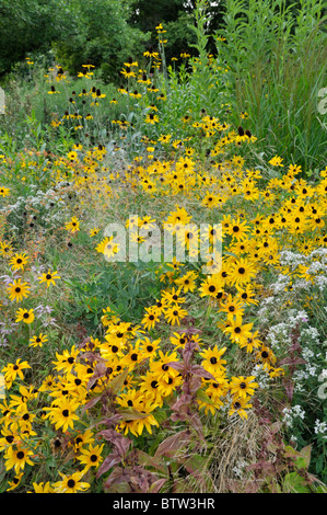 Kegel Blüte (RUDBECKIA) Stockfoto