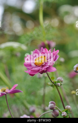 Japanische Anemone (Anemone Hupehensis var. Japonica 'Pamina') Stockfoto