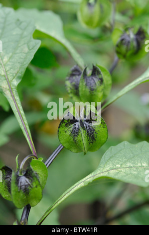 Apple von Peru (Nicandra physalodes) Stockfoto