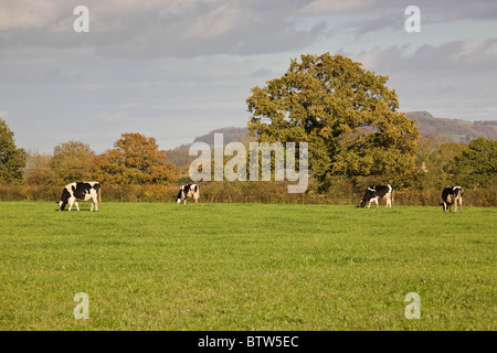 7.11.2010 Milchkühe weiden in Gloustershire Stockfoto