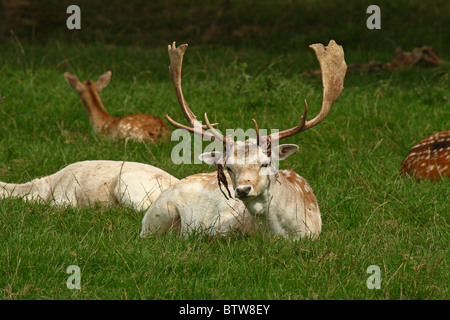 Damhirsch (Cervus Dama) - buck in vollem Geweih vergießen samt Stockfoto