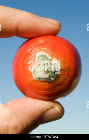 Tomate, wächst Schimmel auf Tomatenfrucht, Herbst Stockfoto