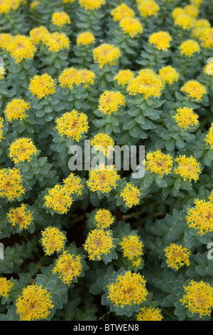 Goldene Wurzel (Rhodiola Rosea, Crassulaceae) Blüte Stockfoto