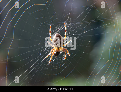 KREUZSPINNE FÜTTERUNG WEITER FLIEGEN IM WEB Stockfoto