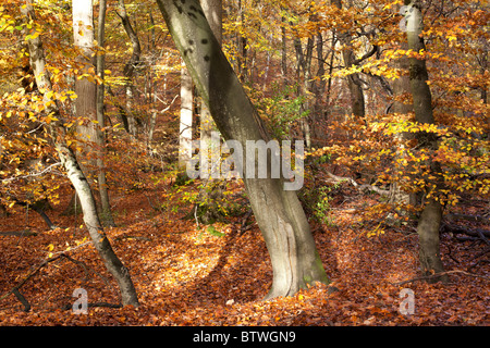 Woodland-Szene Stockfoto