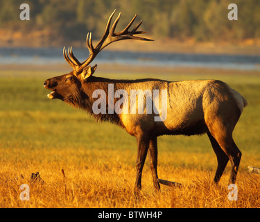 Eine Trophäe bull Tule Elk hallten in Nordkalifornien. Stockfoto