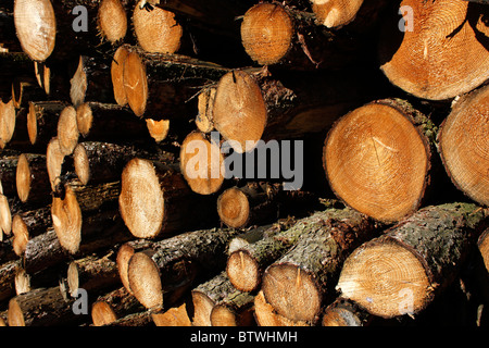 Ein Haufen von gesägten Baumstämmen. Stockfoto