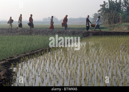 BANGLADESCH ARBEITER ÜBERQUERT EIN REISFELD FELD IN KHULNA Stockfoto