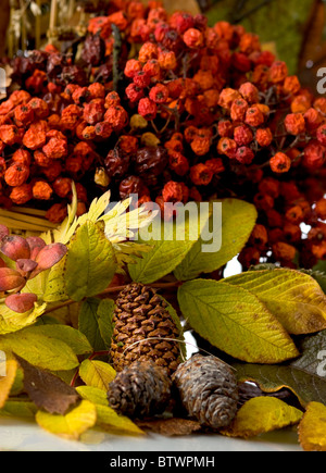 Herbstfarben Zusammensetzung aus Kegelblättern und Rowan Stockfoto
