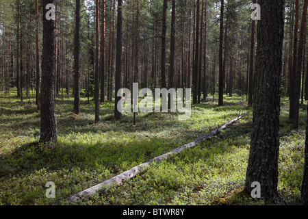 Junge finnische Kiefer ( pinus sylvestris ) Taiga Wald auf trockenem Esker-basierten Boden , Unterholz vor allem von Heidelbeersträuchern , Finnland Stockfoto