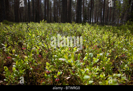 Nahaufnahme einer Heidelbeere ( Vaccinium myrtillus ) Busch, Finnland Stockfoto