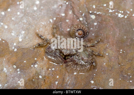 Breite krallenbewehrten Porzellan Krabbe; Via Platycheles; Stockfoto