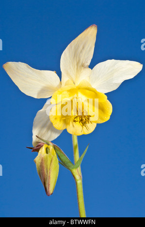 Gelbe Akelei, Aquilegia Flavescens, Rock-Gletscher, Peter Lougheed Provincial Park, Kananaskis, Alberta, Kanada; bei blauem Himmel Stockfoto