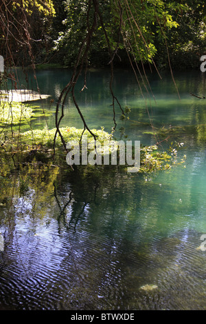 Timavo Federn, einen violetten Teich Stockfoto