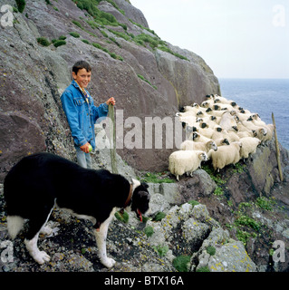 Hüten von Schafen, Inishtooskert, Co Kerry, Irland Stockfoto