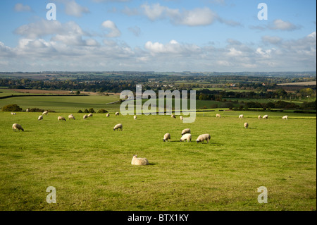 Blick über Felder mit Schafbeweidung in West Oxfordshire Stockfoto