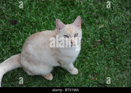 Eine hungrige Ferral Katze aus Barbados sitzt auf dem Rasen, Blick in die Linse Stockfoto